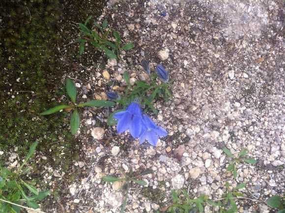 Spotting Image 1