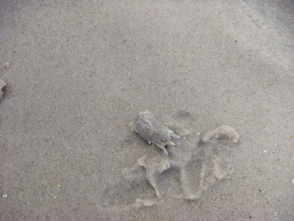 Spotting Image 1