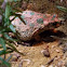 Brongersma's Toad