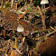 Mycena