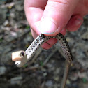 Garter snake