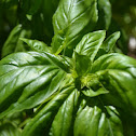 Sweet Basil