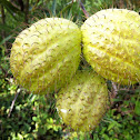 Milkweed pods