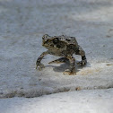 Cane Toad