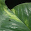 fruit fly