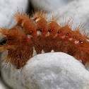 Knot Grass Moth