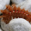 Knot Grass Moth