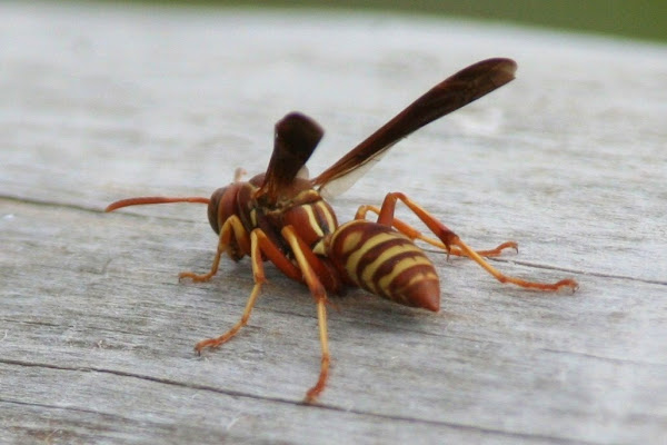 Project noah contribution image