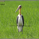 Lesser Adjutant