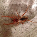 Camel Spiders