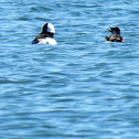 Bufflehead