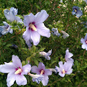 Rose of Sharon