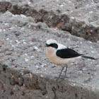 Eastern Black-eared-Wheatear