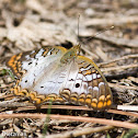 White Peacock Butterfly
