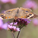 comon buckeye