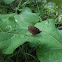 common wood nymph
