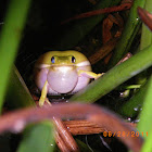 Green tree frog