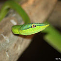Green Vine Snake