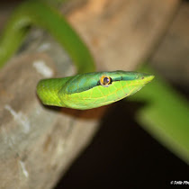 Reptiles of Central America