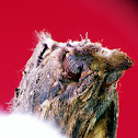 Owl moth