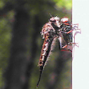 Robber Fly