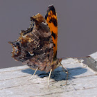 Comma butterfly