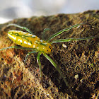 Spider