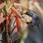 Hummingbird