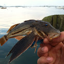 Sea robin