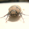 Beetle
