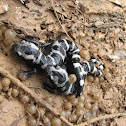 Marbled salamander