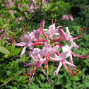 Pinxster Azalea