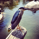 Black-crowned Night Heron