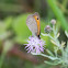Small Heath
