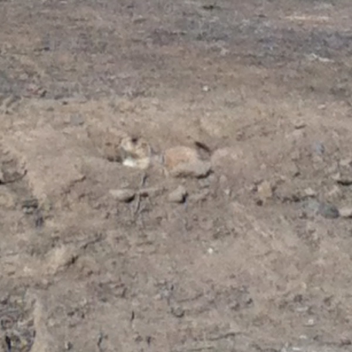 Prairie dog