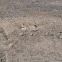 Prairie dog