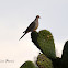 Mourning Dove