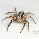 pantropical jumping spider