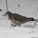 Common Wood Pigeon ?