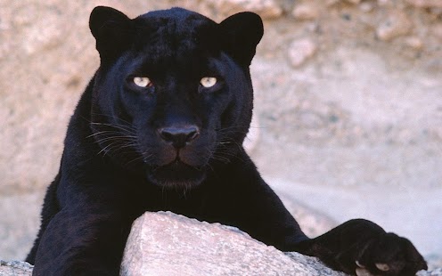How to install Panther Wallpaper lastet apk for laptop