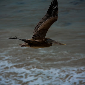 by Justin Kifer - Animals Birds