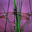 Twin-Spotted Spiketail