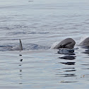 Melon-headed Whale