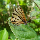 Arawacus meliboeus