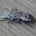 Ironclad Beetle