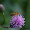 Marmalade Hoverfly
