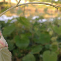 California Wild Grape
