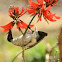 Noisy Friarbird