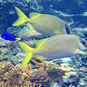 Masked Rabbitfish