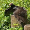 Turkey Vulture